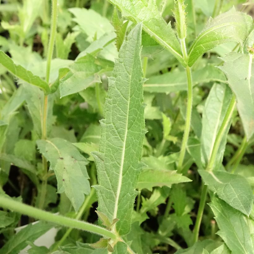 Verbena rigida Venosa - Verveine rugueuse (Feuillage)