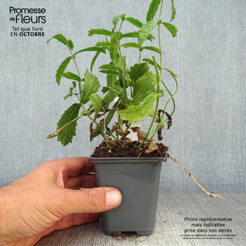 Spécimen de Verbena rigida Venosa - Verveine rugueuse Godet de 8/9 cm tel que livré en automne