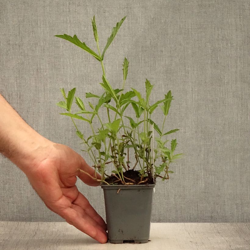 Spécimen de Verbena rigida Venosa - Verveine rugueuse Godet de 8/9 cm tel que livré en été