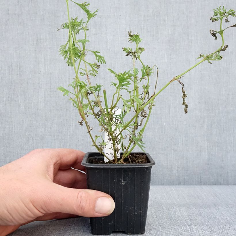 Spécimen de Verbena tenuisecta - Verveine mousse Godet de 8/9 cm tel que livré en hiver