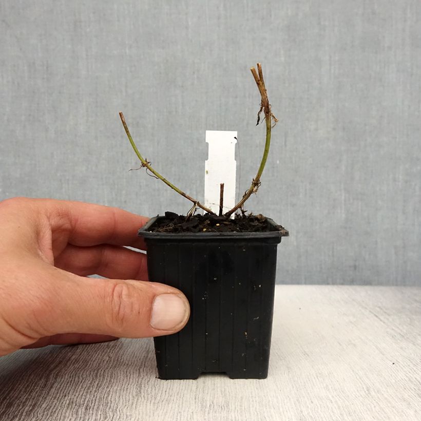 Spécimen de Verbena tenuisecta - Verveine mousse Godet de 8/9 cm tel que livré au printemps