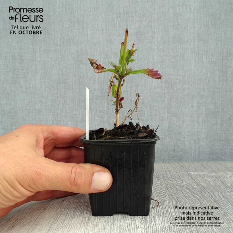Spécimen de Verbena (x) macdougalii Lavender Spires - Verveine hybride Godet de 8/9 cm tel que livré en automne