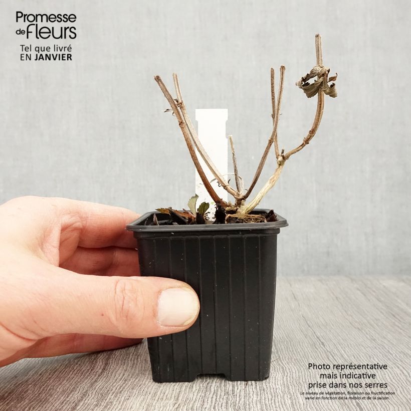 Spécimen de Verbena (x) macdougalii Lavender Spires - Verveine hybride Godet de 8/9 cm tel que livré en hiver