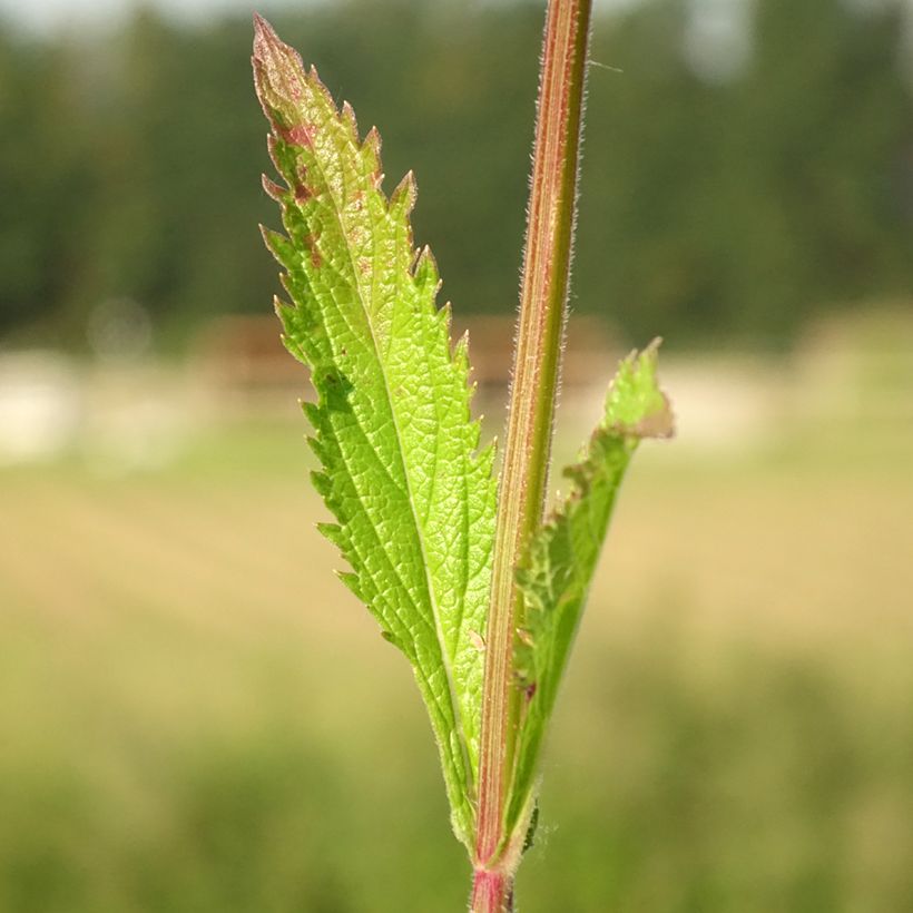 Verbena (x) macdougalii Lavender Spires - Verveine hybride (Feuillage)