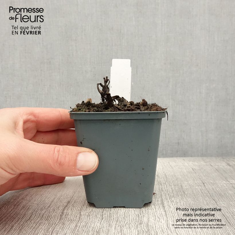 Spécimen de Vernonia arkansana - Vernone de l'Arkansas Godet de 8/9 cm tel que livré en hiver