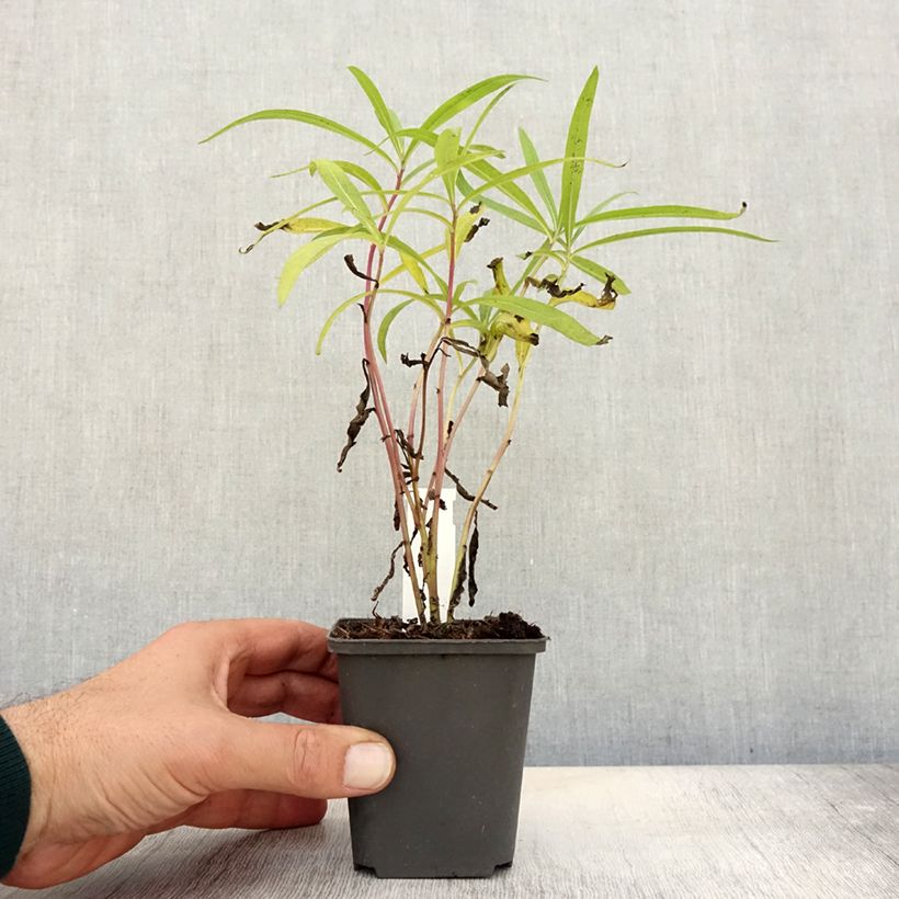 Spécimen de Vernonia baldwinii Godet de 8/9 cm tel que livré en automne