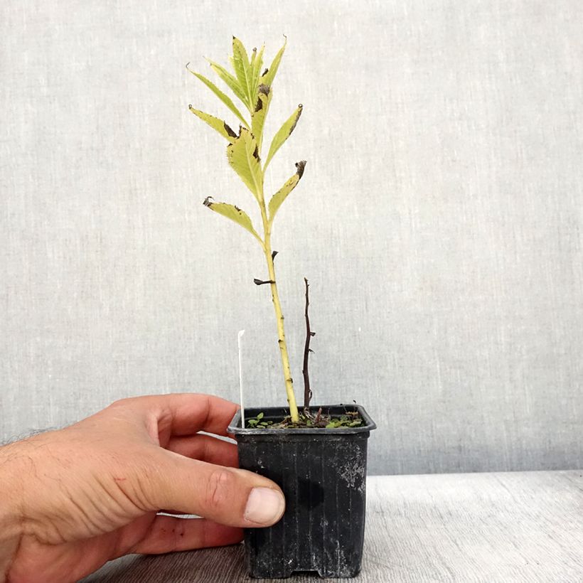Spécimen de Vernonia crinita - Vernone Godet de 8/9 cm tel que livré en automne