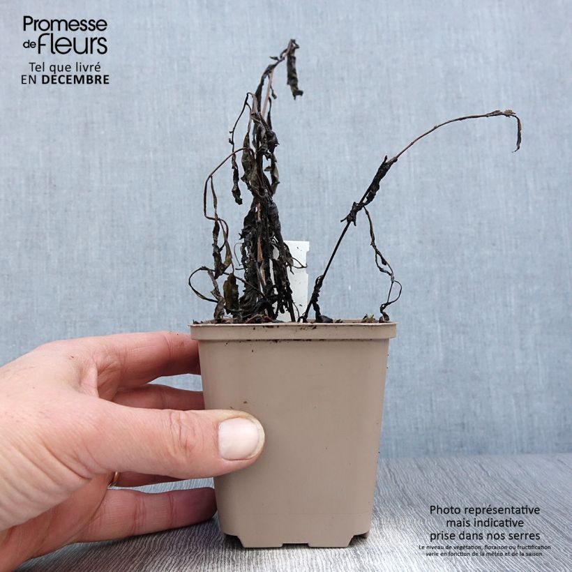 Spécimen de Vernonia gigantea - Vernonie géante Godet de 8/9 cm tel que livré en hiver