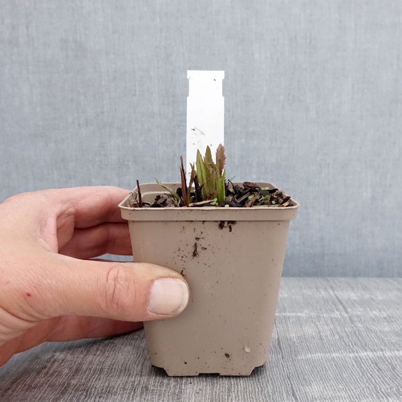 Spécimen de Vernonia gigantea - Vernonie géante Godet de 8/9 cm tel que livré au printemps