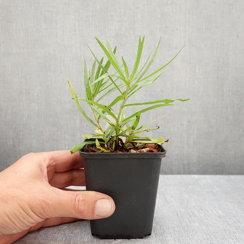 Spécimen de Vernonia lettermannii - Vernone de Letterman Godet de 8/9 cm tel que livré en automne