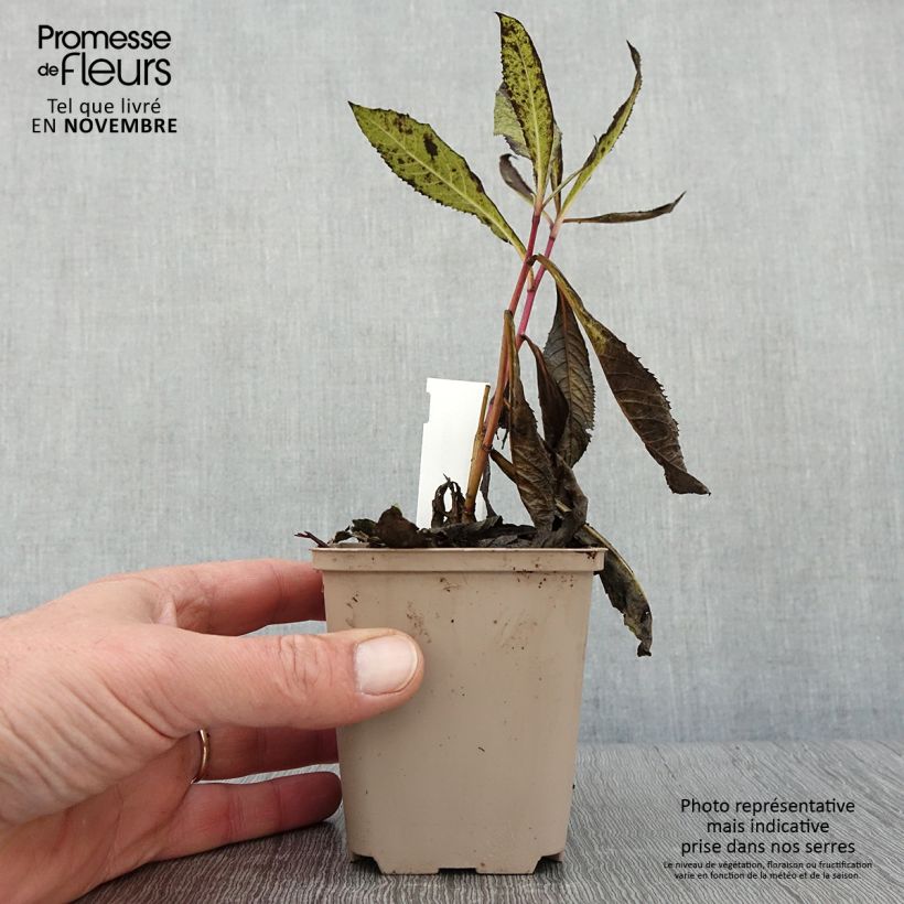 Spécimen de Vernonia missurica - Vernone du Missouri Godet de 8/9 cm tel que livré en automne