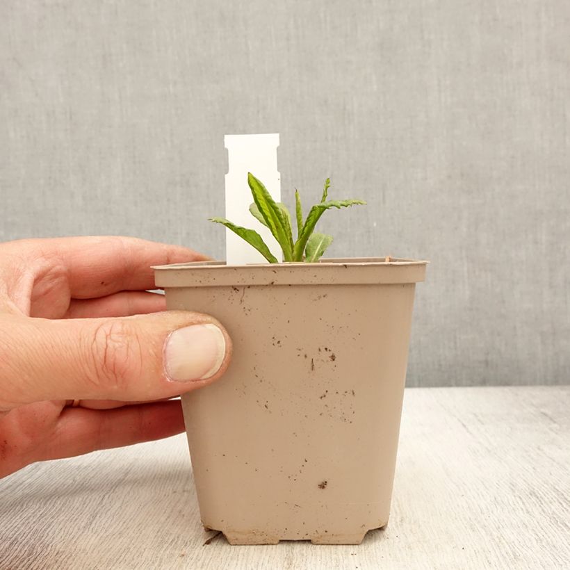 Exemplar von Vernonia missurica - Missouri-Scheinaster Kleine Töpfe von 8/9 cm wie im Frühjahr geliefert