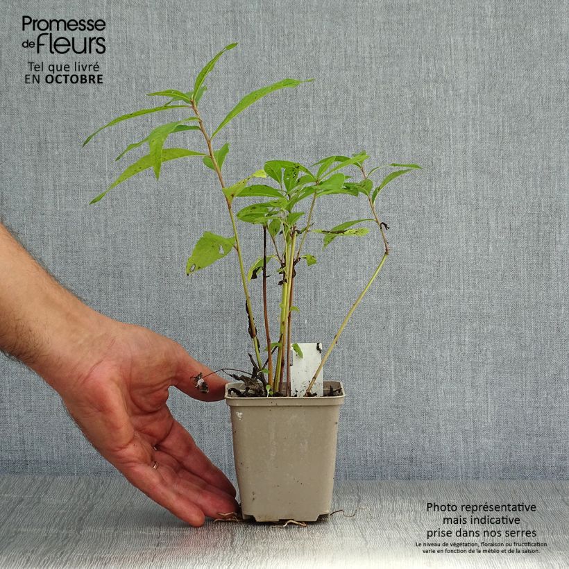 Spécimen de Vernonia noveboracensis Godet de 8/9 cm tel que livré en automne