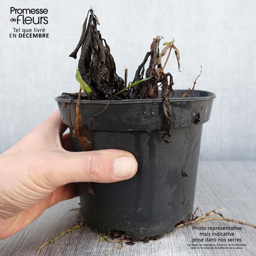 Spécimen de Vernonia noveboracensis White Lightning Pot de 2L/3L tel que livré en automne