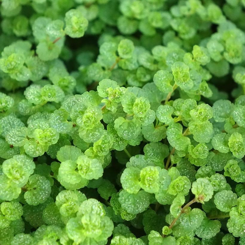 Veronica filiformis - Véronique filiforme (Feuillage)