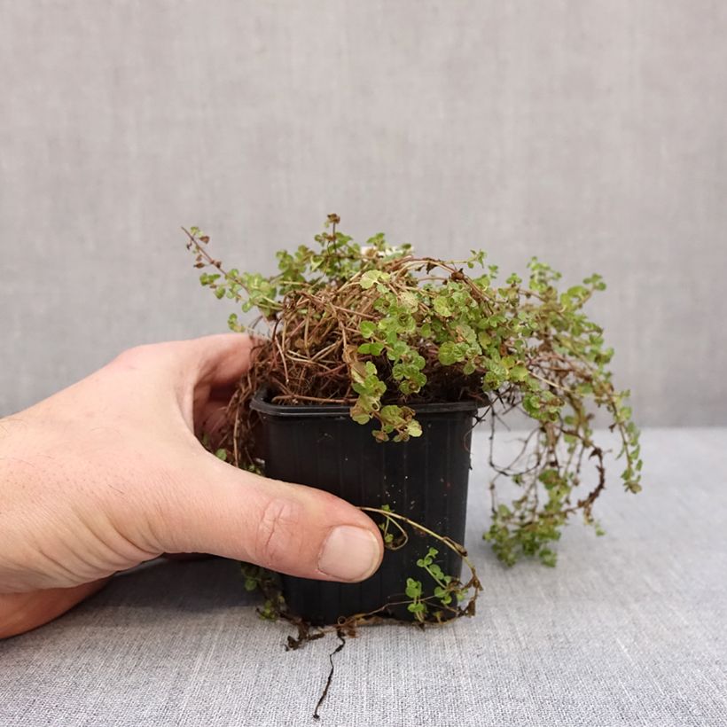 Spécimen de Veronica filiformis - Véronique filiforme Godet de 8/9 cm tel que livré en hiver