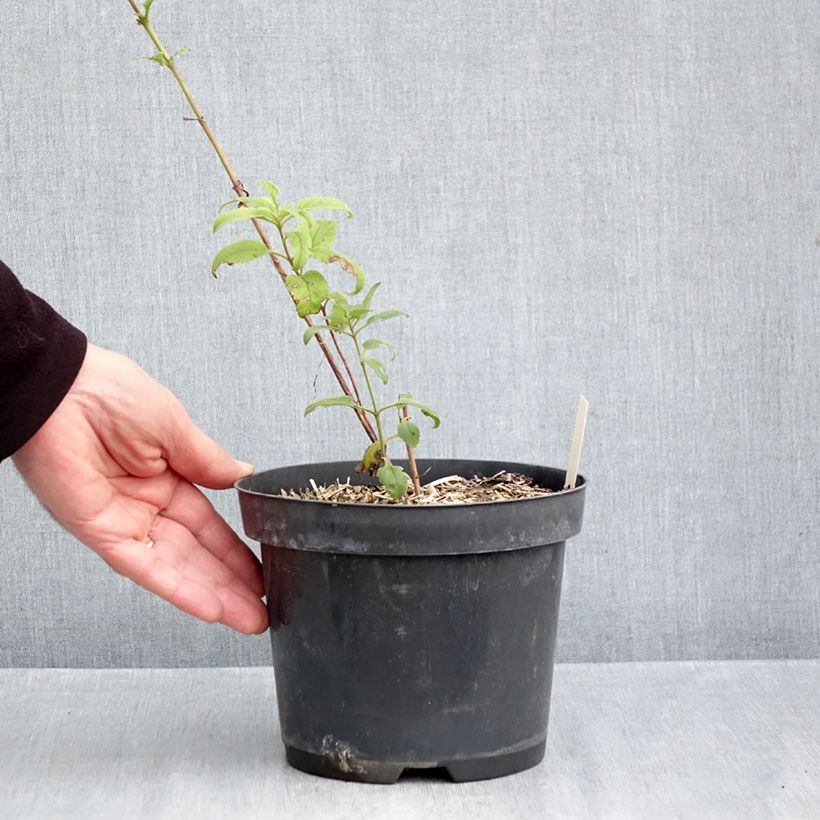 Spécimen de Veronica Lavender Lightsaber - Véronique hybride Pot de 2L/3L tel que livré en automne