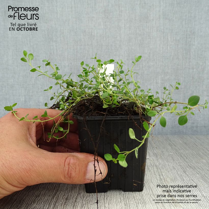 Spécimen de Veronica liwanensis - Véronique Godet de 8/9 cm tel que livré en automne