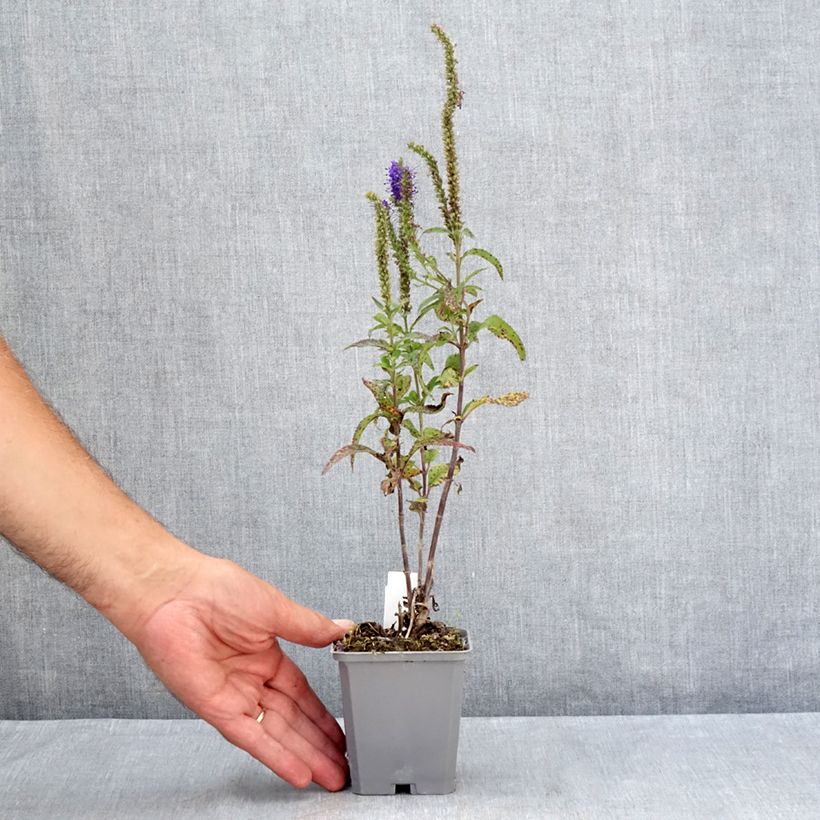 Spécimen de Veronica longifolia Blauriesin - Véronique à grandes feuilles Godet de 8/9 cm tel que livré en été