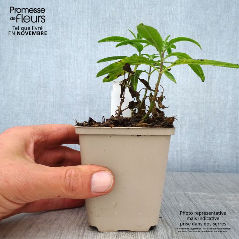 Spécimen de Veronica longifolia Candied Candle - Véronique à longues feuilles Godet de 8/9 cm tel que livré en automne