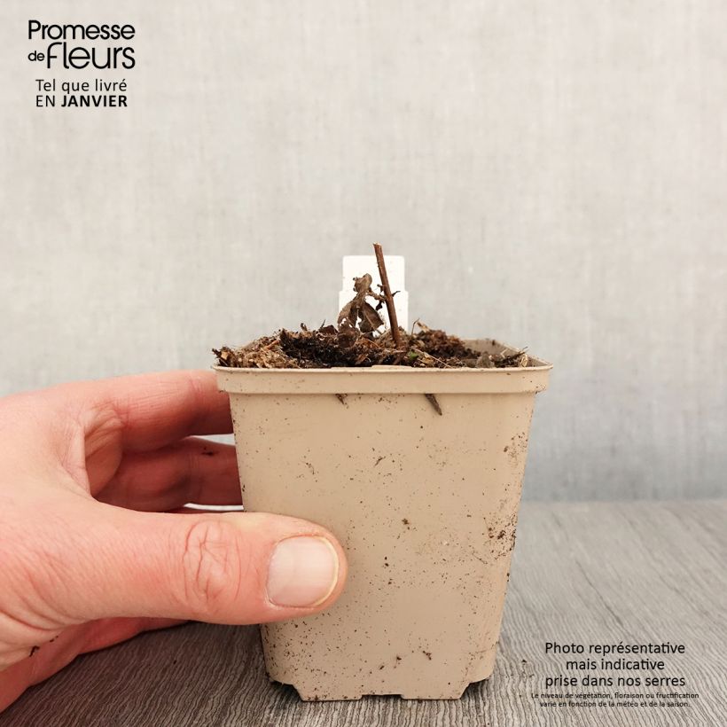 Spécimen de Veronica longifolia Candied Candle - Véronique à longues feuilles Godet de 8/9 cm tel que livré en hiver