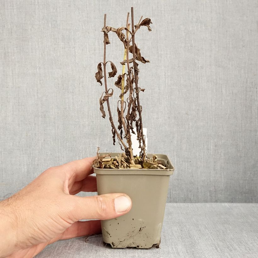 Spécimen de Veronica longifolia Charlotte® - Véronique à grandes feuilles Godet de 8/9 cm tel que livré en automne