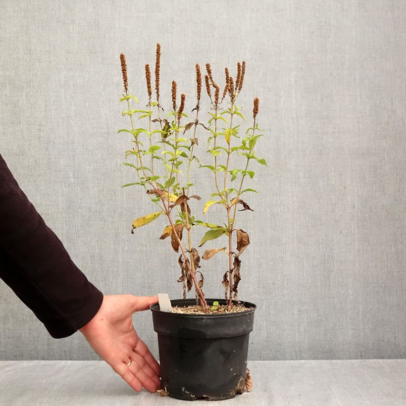 Spécimen de Veronica longifolia First Glory - Véronique à longues feuilles Pot de 2L/3L tel que livré en automne