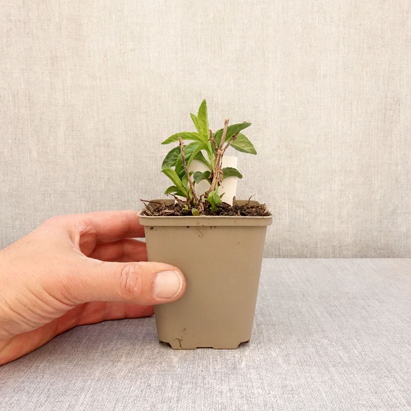 Veronica longifolia First Lady Maceta de 8/9 cm Ejemplar entregado en la primavera