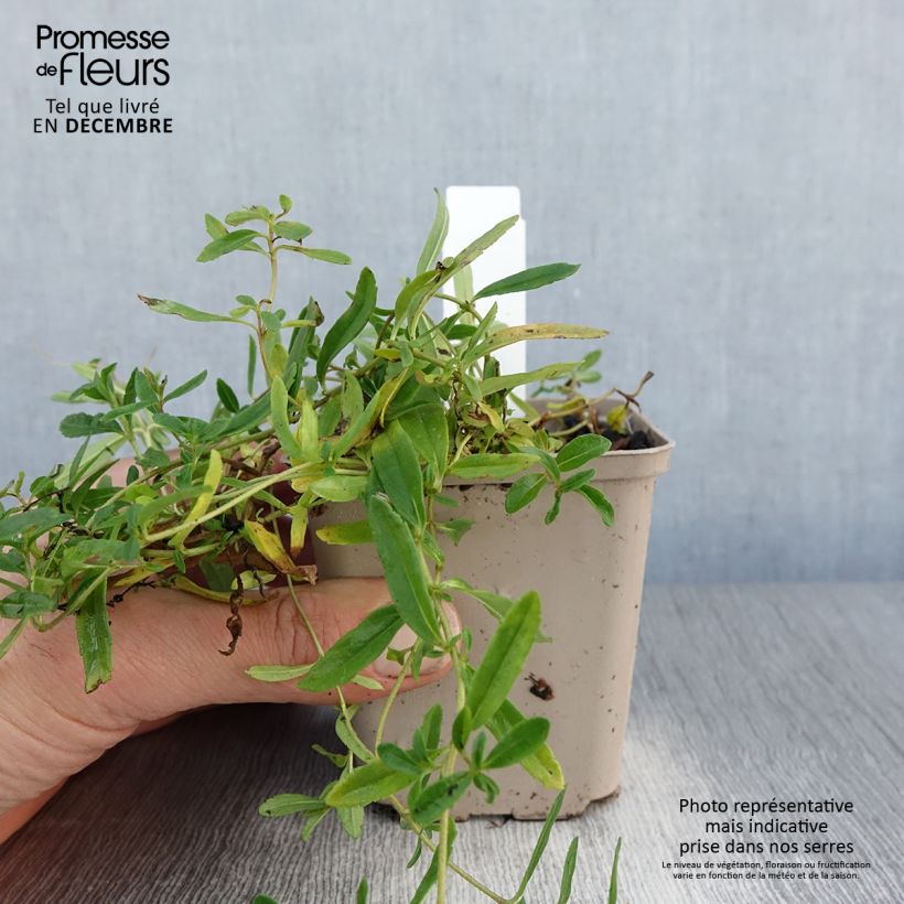 Spécimen de Veronica prostrata Alba - Véronique prostrée blanche  Godet de 8/9 cm tel que livré en hiver
