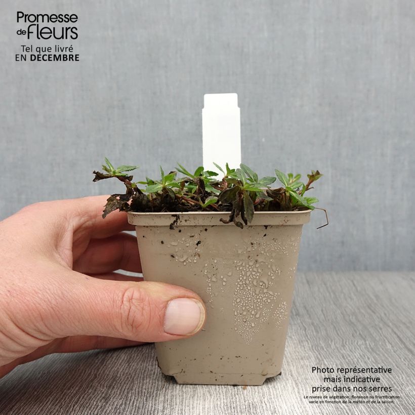 Spécimen de Veronica prostrata Mrs Holt Godet de 8/9 cm tel que livré en automne