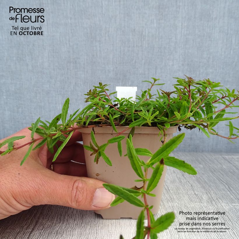 Spécimen de Veronica prostrata - Véronique couchée Godet de 8/9 cm tel que livré en automne