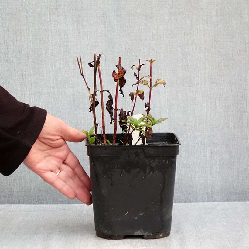 Spécimen de Veronica Purpleicious Harmony - Véronique hybride Pot de 2L/3L tel que livré en automne