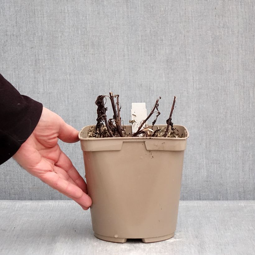 Spécimen de Veronica Purpleicious Harmony - Véronique hybride Pot de 2L/3L tel que livré en hiver