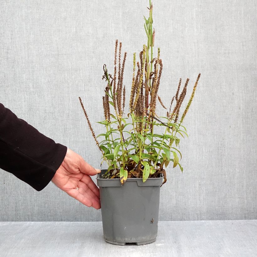 Spécimen de Veronica spicata Baby Blue - Véronique en épis Pot de 2L/3L tel que livré en automne