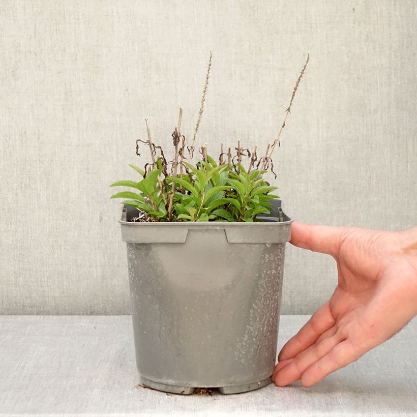 Spécimen de Veronica spicata Baby Blue - Véronique en épis Pot de 2L/3L tel que livré au printemps