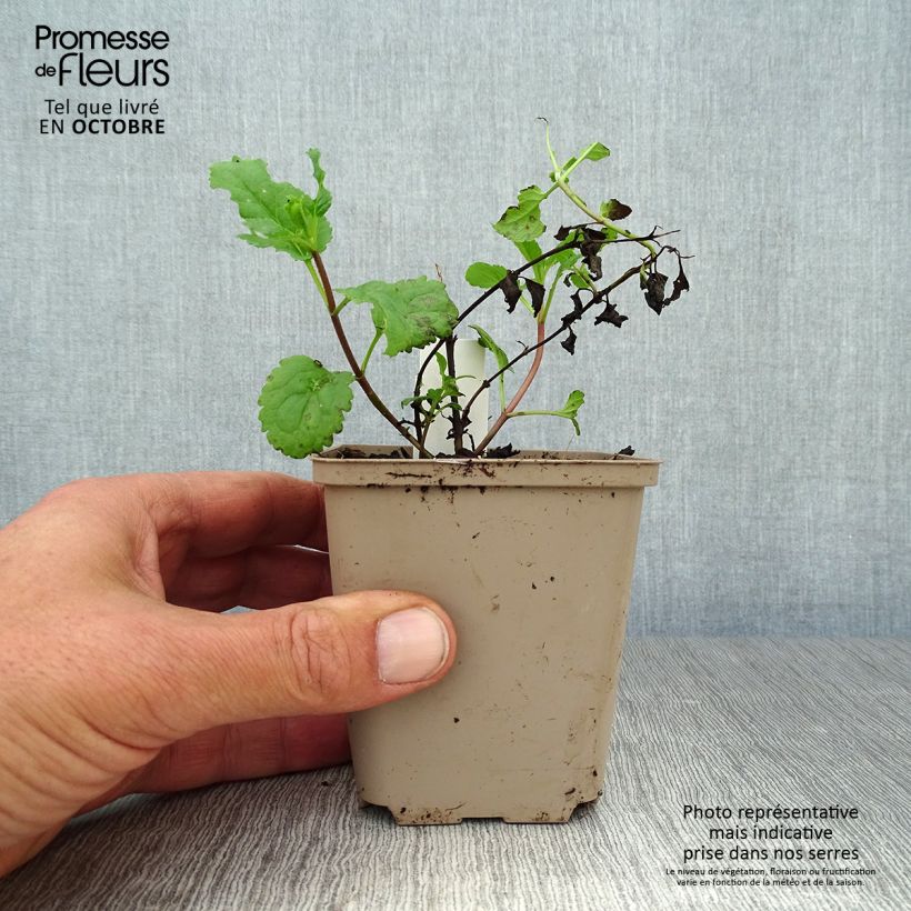 Spécimen de Veronica spicata First Love - Véronique Godet de 8/9 cm tel que livré en automne