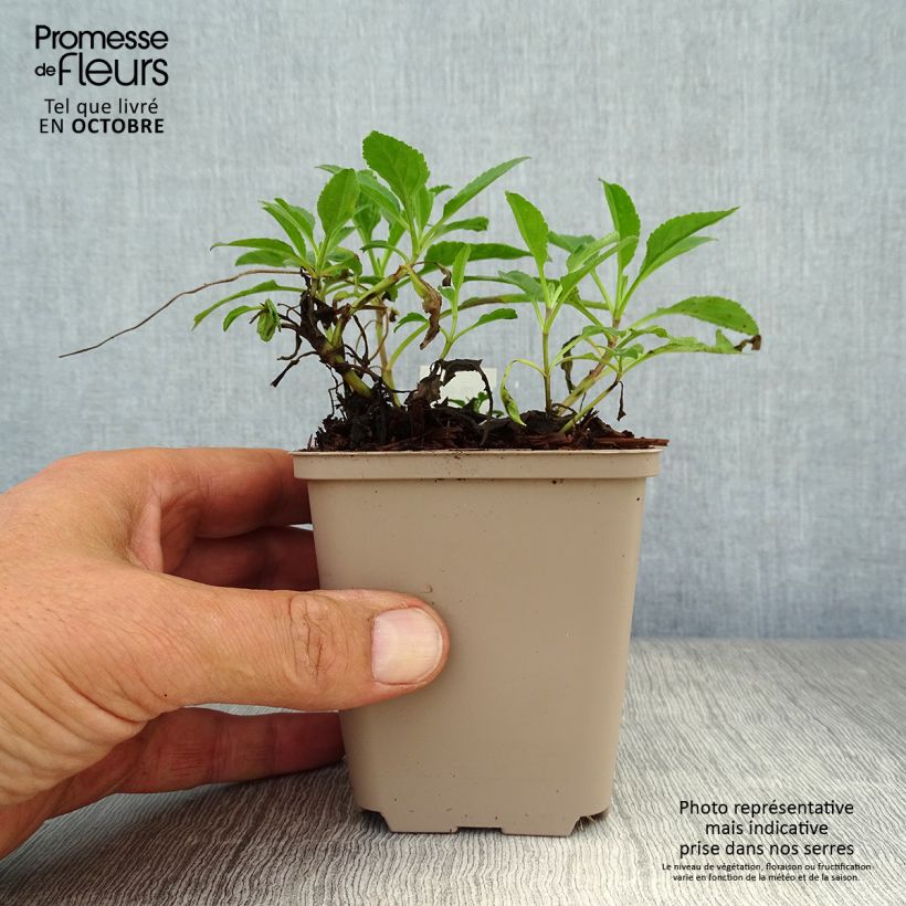 Spécimen de Veronica spicata Rotfuchs - Véronique en épis Godet de 8/9 cm tel que livré en automne