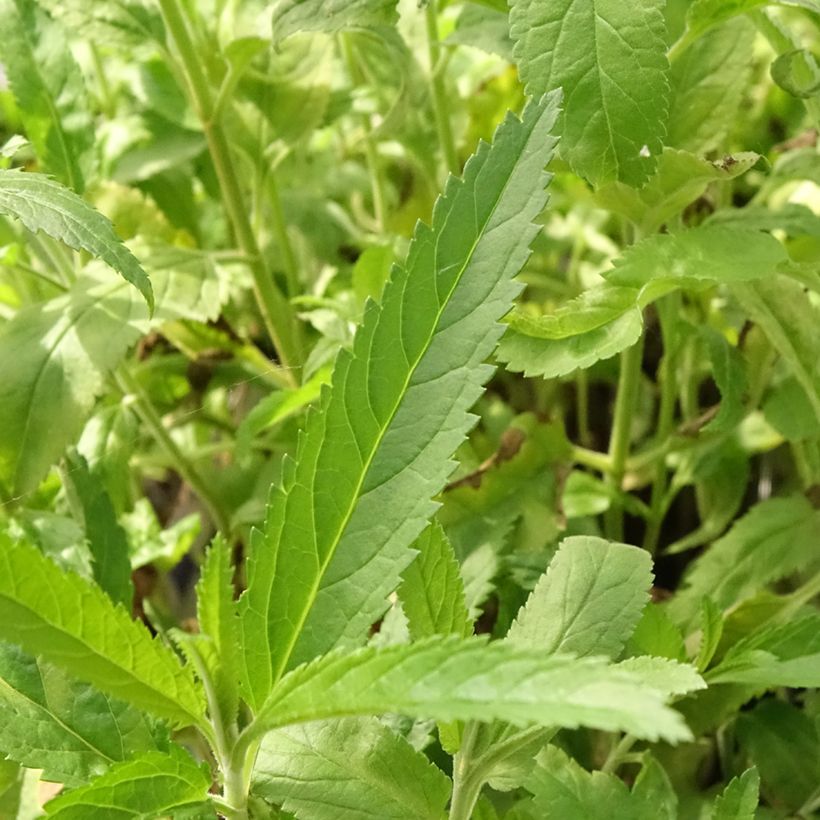 Veronica spicata Rotfuchs - Véronique en épis (Feuillage)