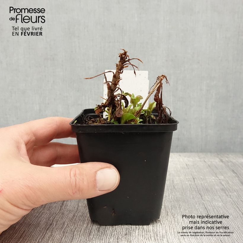 Spécimen de Veronica spicata Ulster Dwarf Blue - Véronique en épis Godet de 8/9 cm tel que livré en hiver