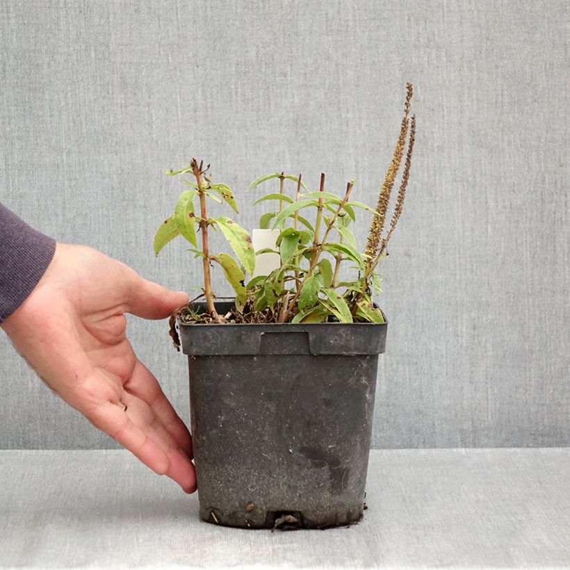 Spécimen de Veronica spicata Ulster Dwarf Blue - Véronique en épis Pot de 2L/3L tel que livré en automne