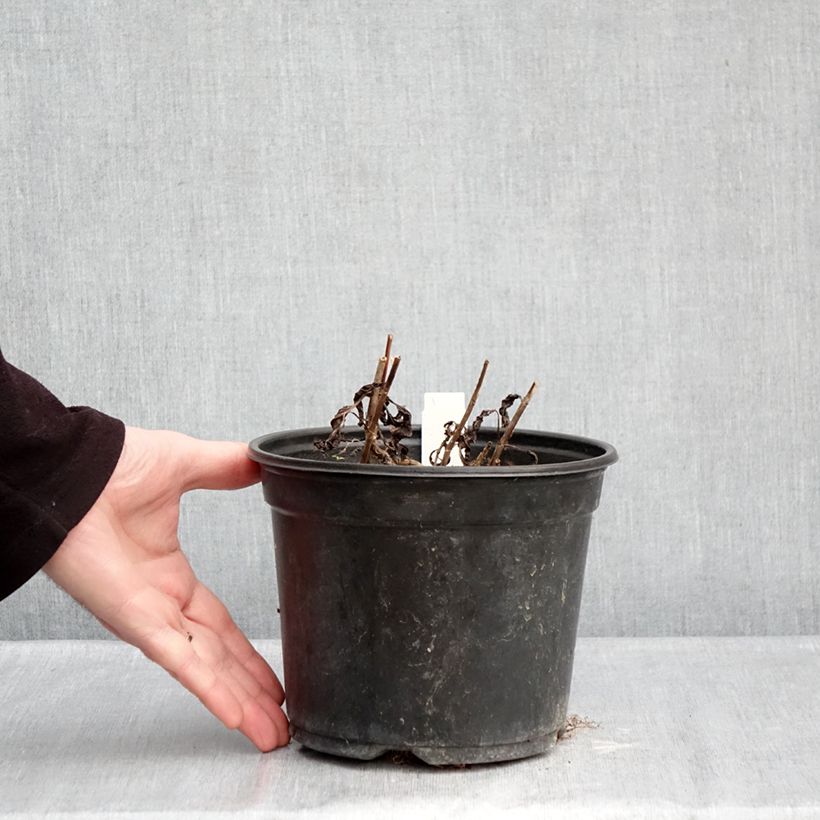 Spécimen de Veronica spicata Ulster Dwarf Blue - Véronique en épis Pot de 2L/3L tel que livré en hiver