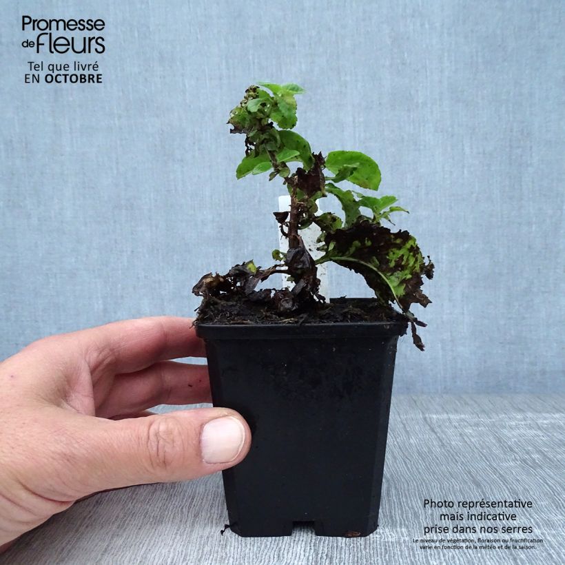 Spécimen de Veronica Sunny Border Blue - Véronique en épis Sunny Border Blue Godet de 8/9 cm tel que livré en automne