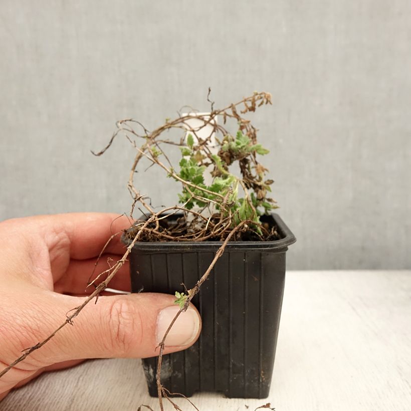 Spécimen de Veronica surculosa - Véronique drageonnante Godet de 7/8 cm tel que livré au printemps