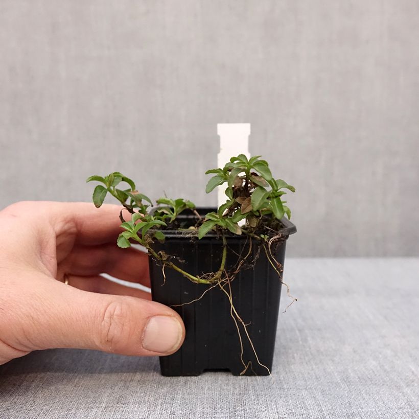 Spécimen de Veronica x cantiana Kentish Pink - Véronique Godet de 8/9 cm tel que livré en hiver