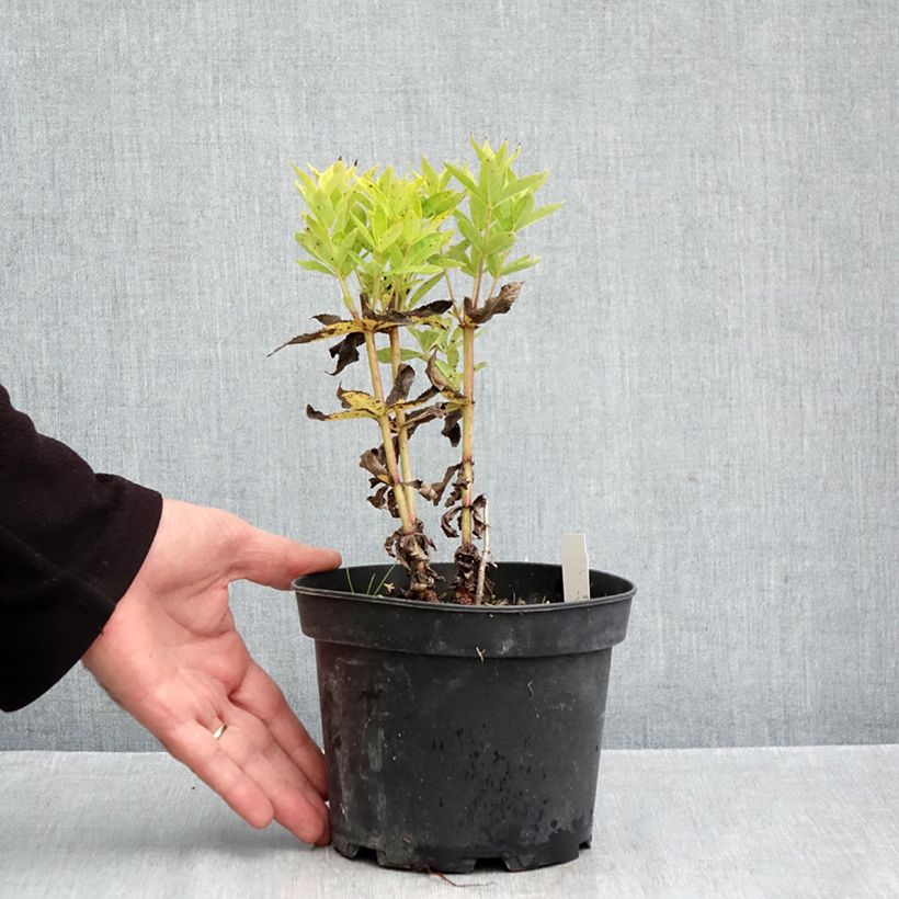 Spécimen de Veronicastrum virginicum Adoration - Véronique de Virginie Pot de 2L/3L tel que livré en automne