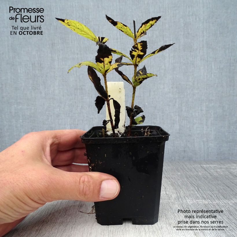 Spécimen de Veronicastrum virginicum Cupid - Véronique Cupid Godet de 8/9 cm tel que livré en automne