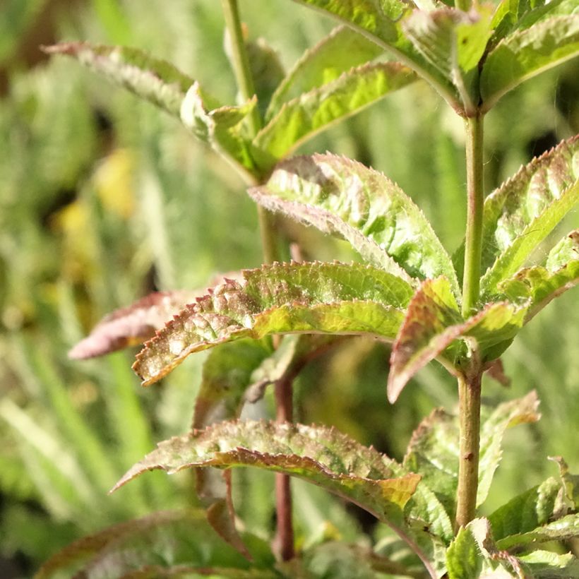 Veronicastrum virginicum Cupid - Véronique Cupid (Feuillage)