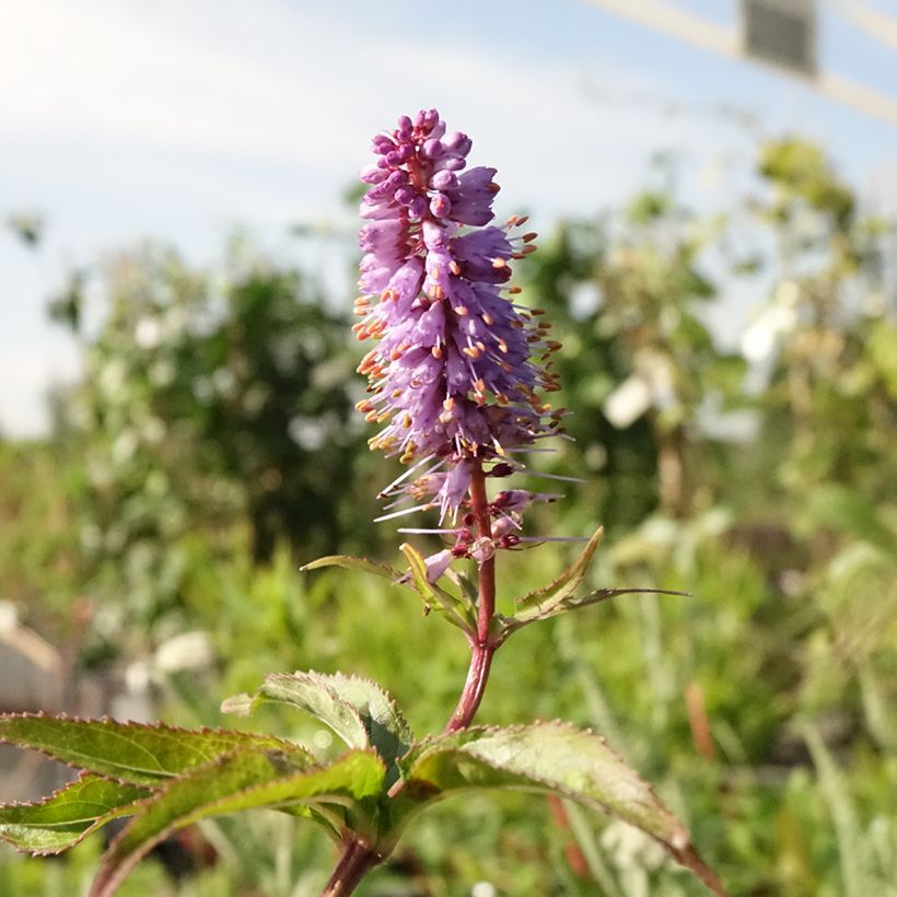 Veronicastrum virginicum Cupid - Véronique Cupid (Floraison)