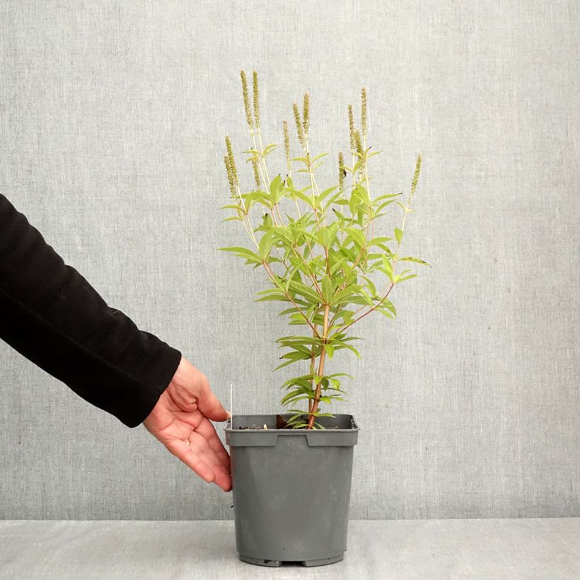 Spécimen de Veronicastrum virginicum Fascination - Véronique de Virginie Pot de 2L/3L tel que livré en automne