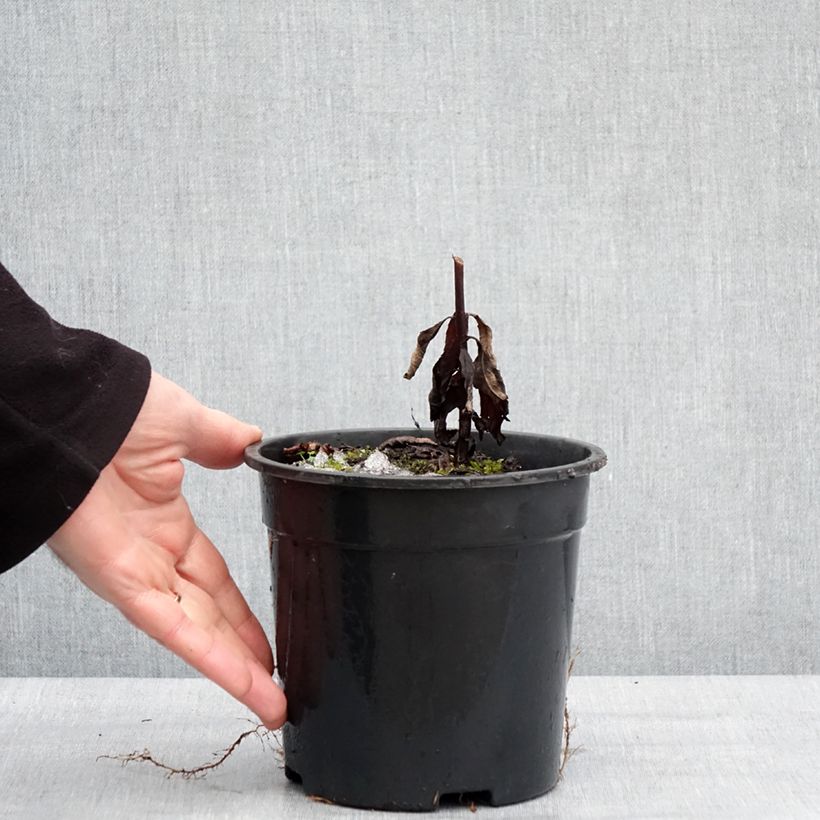 Spécimen de Veronicastrum virginicum Fascination - Véronique de Virginie Pot de 2L/3L tel que livré en hiver